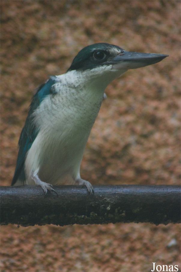 Todiramphus chloris