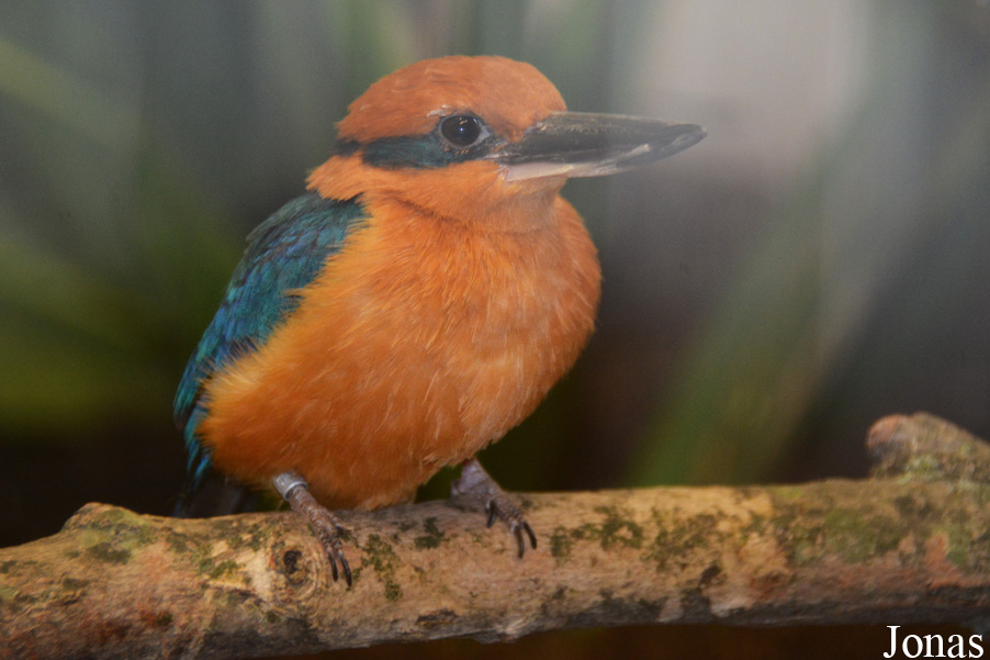 Todiramphus cinnamominus cinnamominus
