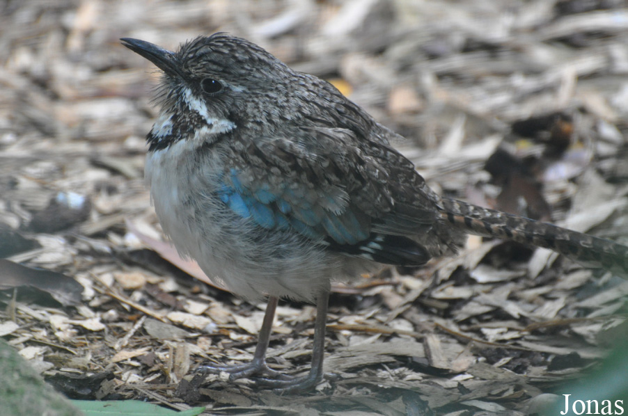 Uratelornis chimaera
