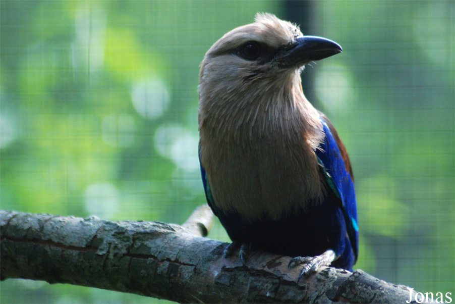 Coracias cyanogaster
