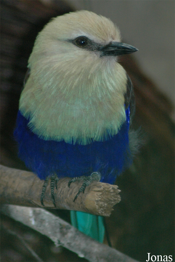 Coracias cyanogaster