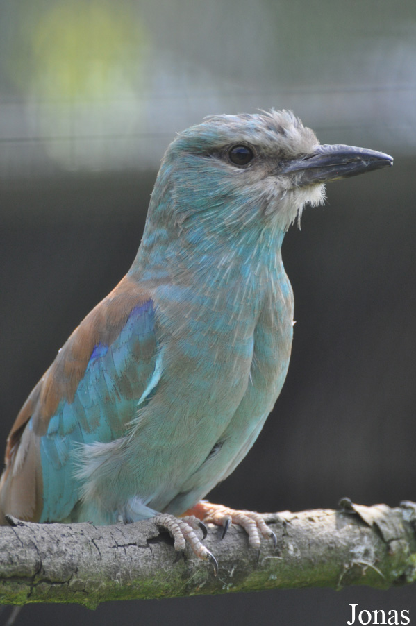 Coracias garrulus