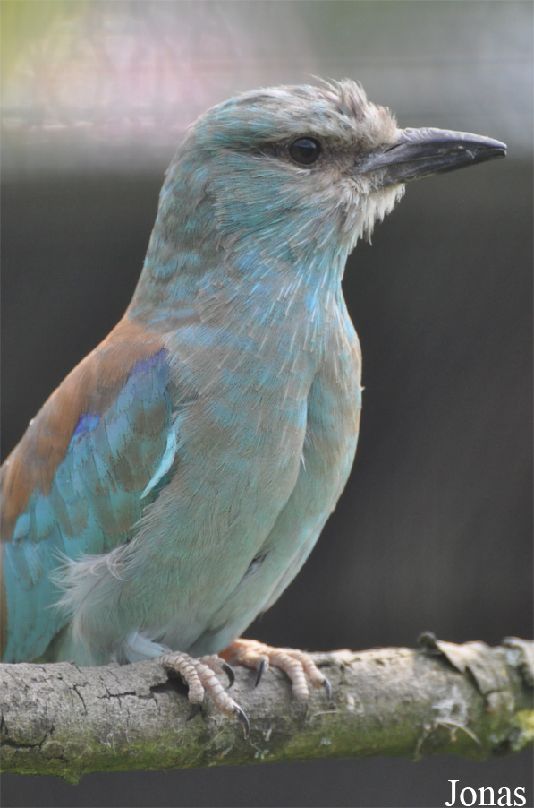 Coracias garrulus