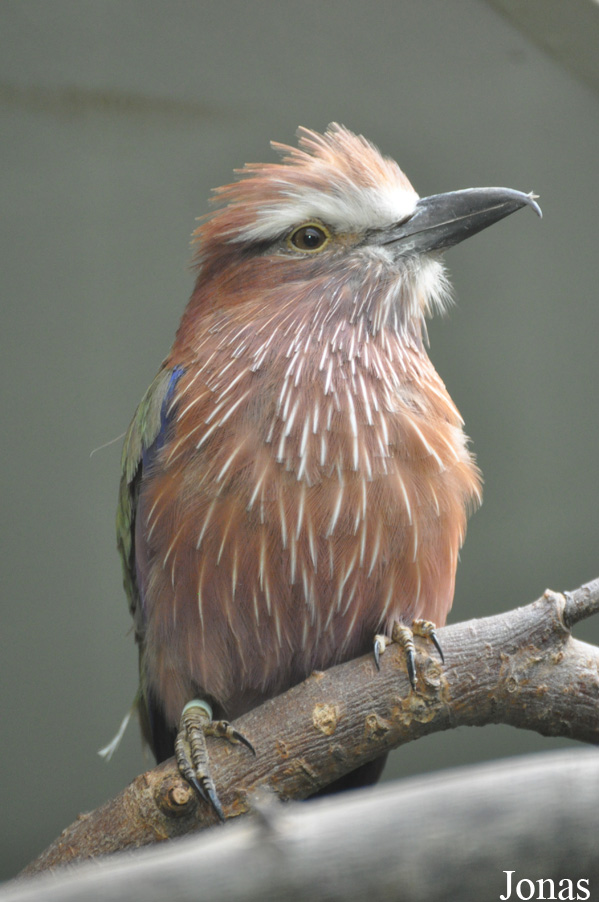 Coracias naevius