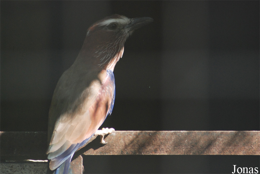 Coracias naevius