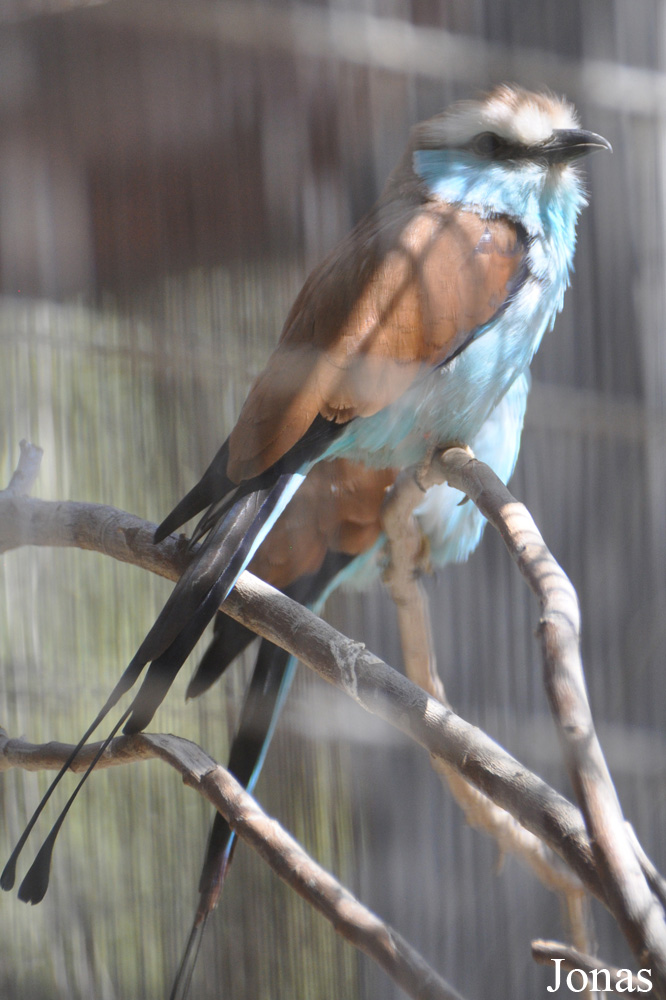 Coracias spatulatus
