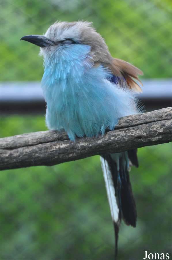 Coracias spatulatus