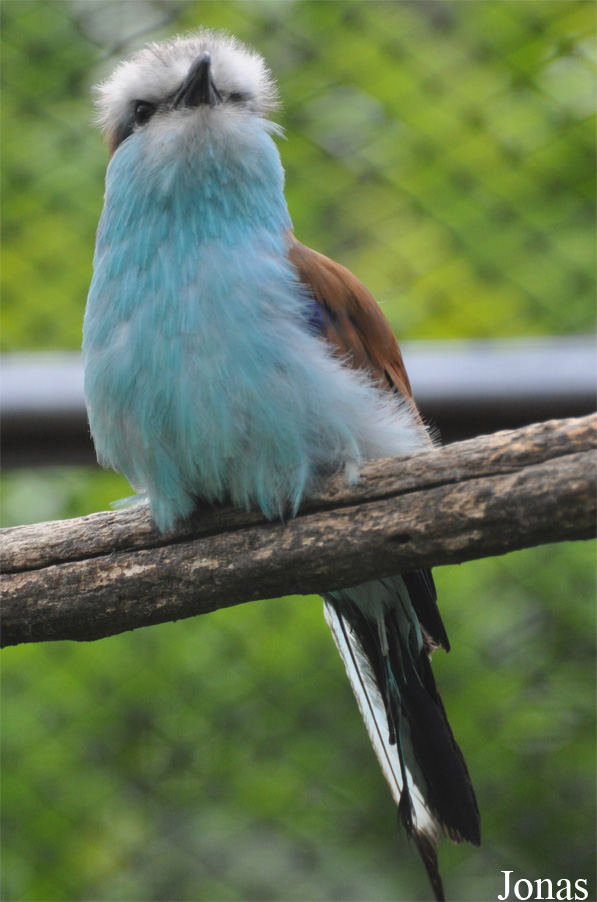 Coracias spatulatus