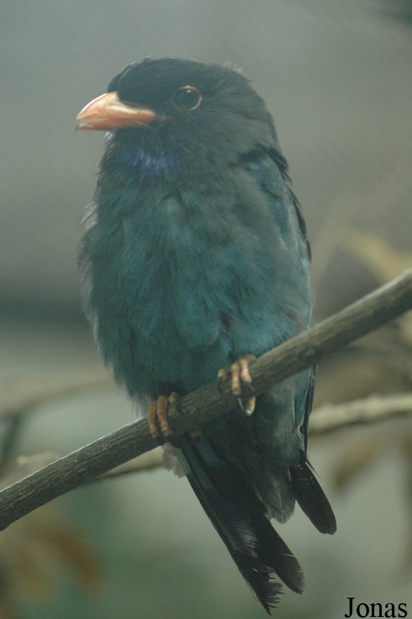 Eurystomus orientalis