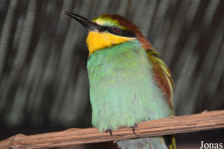 Merops apiaster