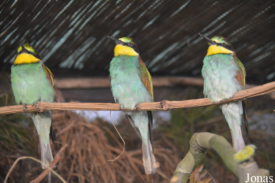 Merops apiaster