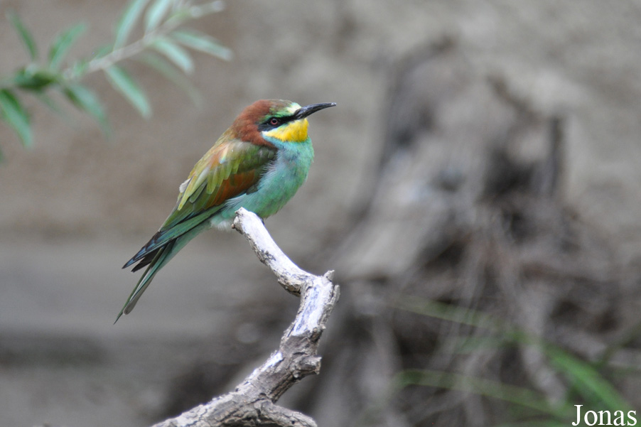 Merops apiaster