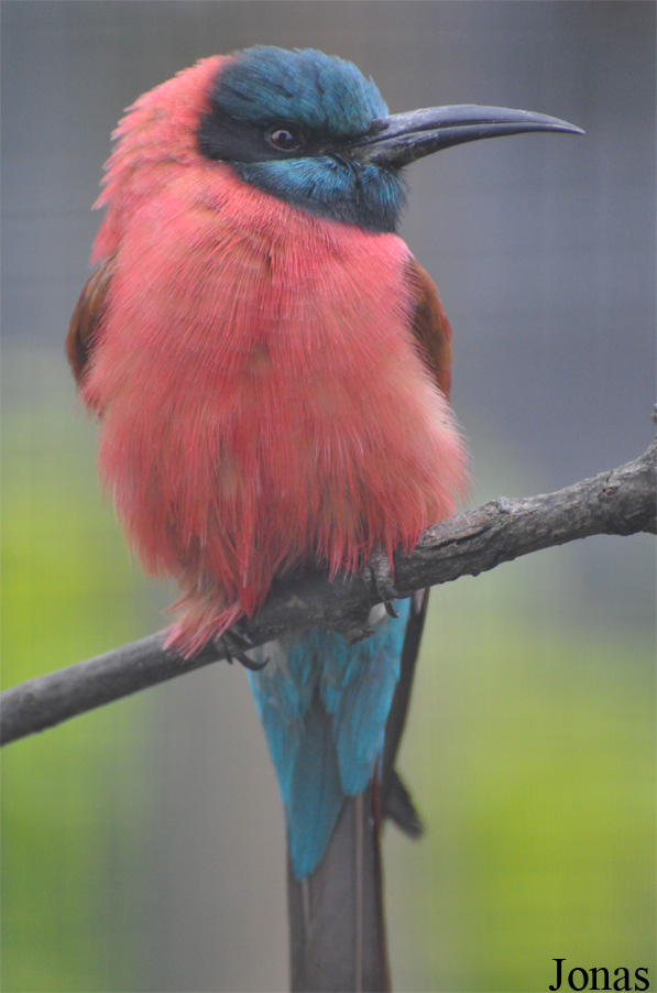 Merops nubicus