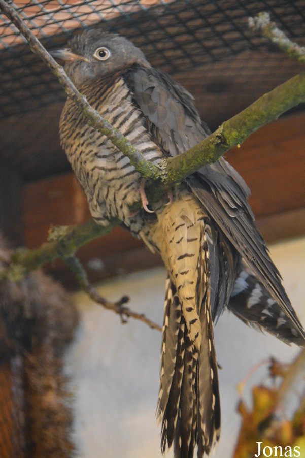 Cuculus canorus