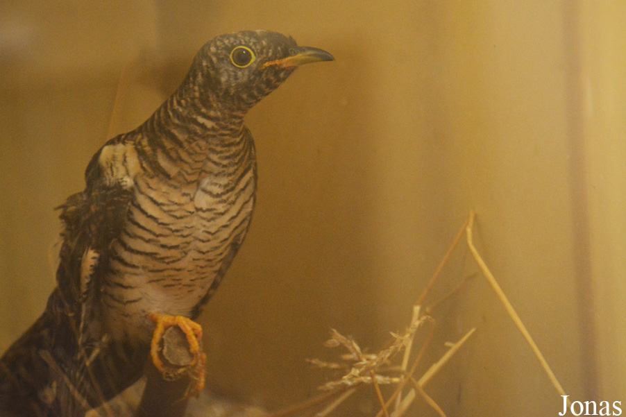 Cuculus canorus