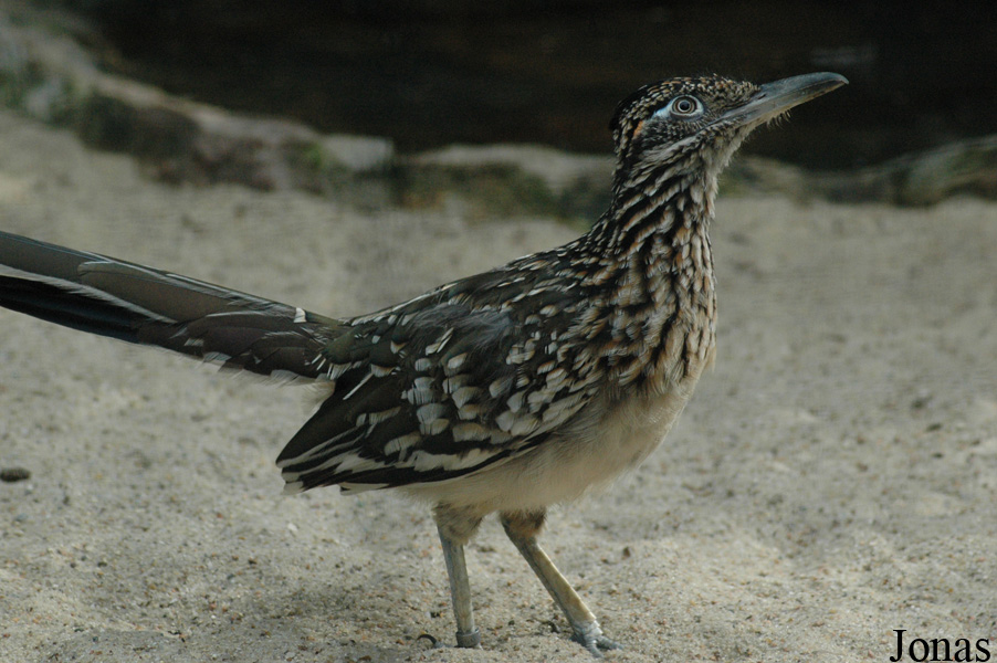 Geococcyx californianus