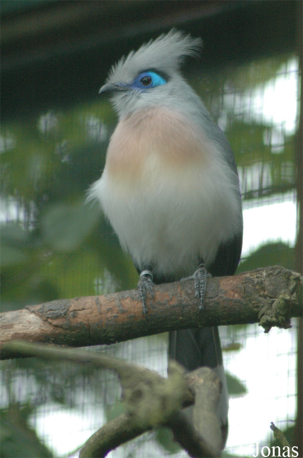 Coua cristata