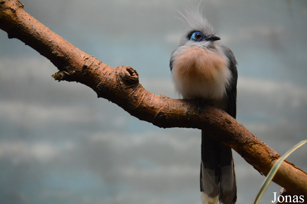 Coua cristata cristata