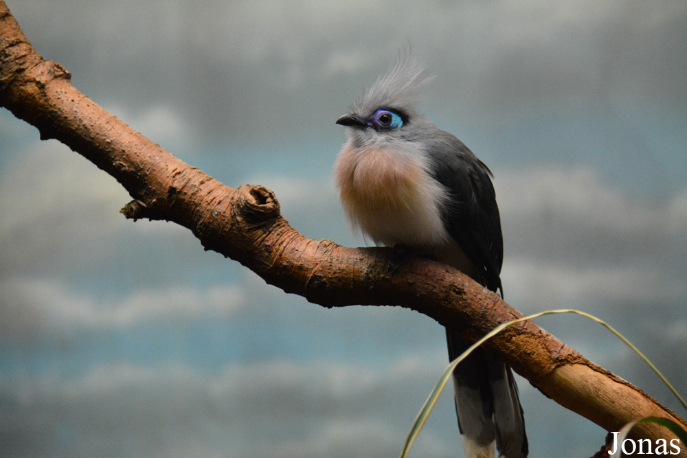 Coua cristata cristata