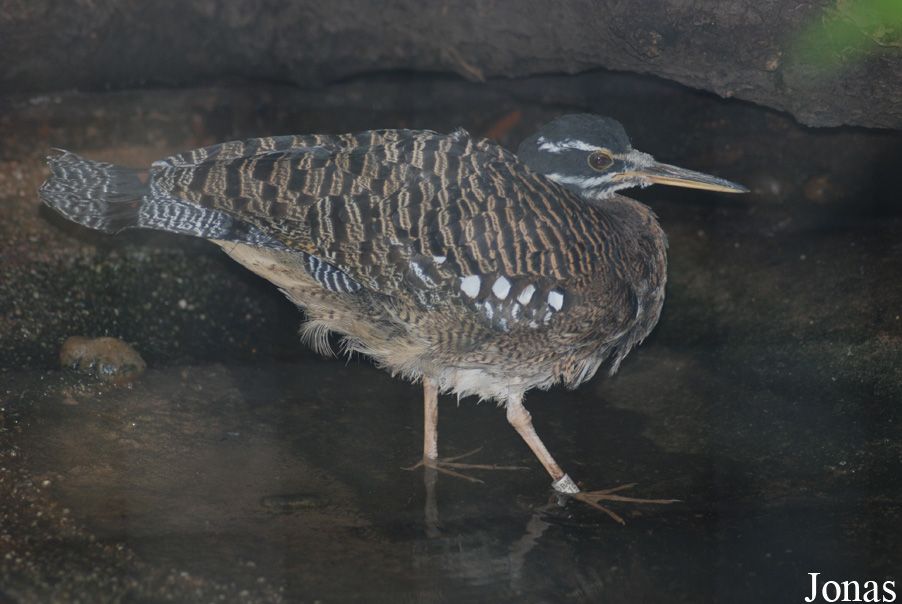 Eurypyga helias