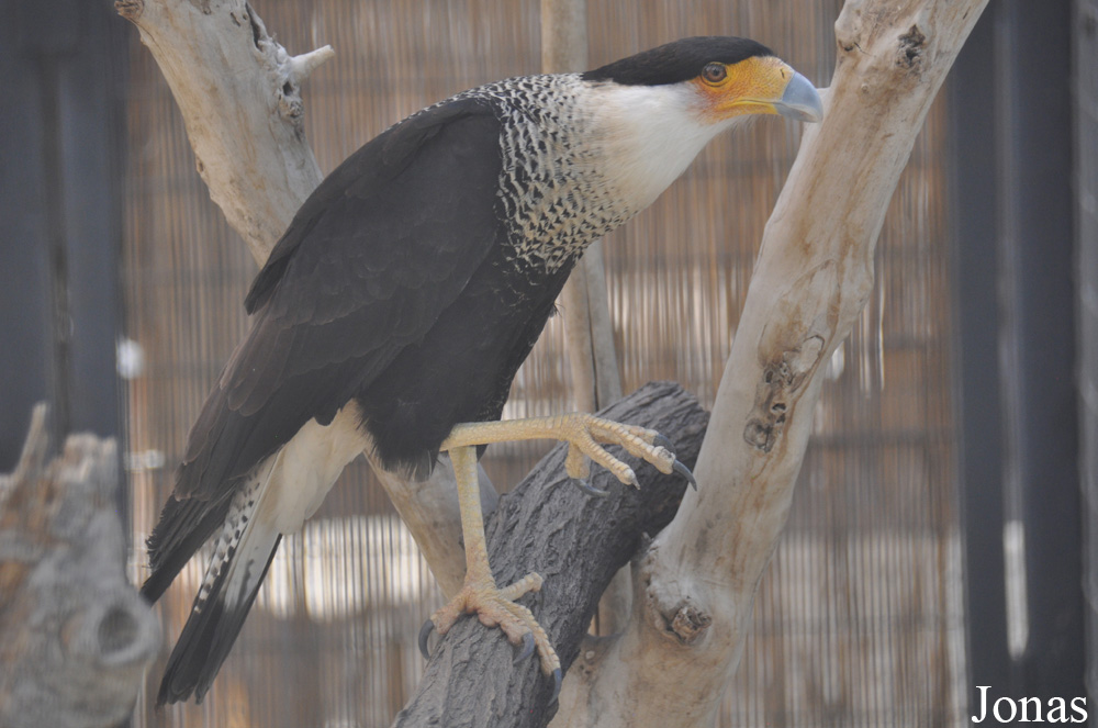 Caracara plancus cheriway