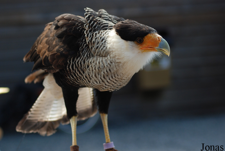 Caracara plancus plancus