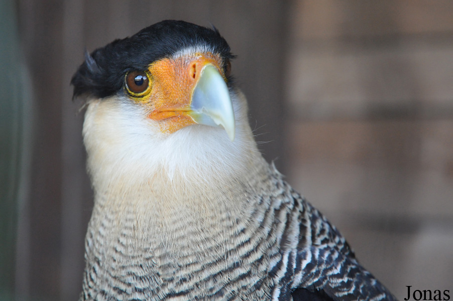 Caracara plancus plancus
