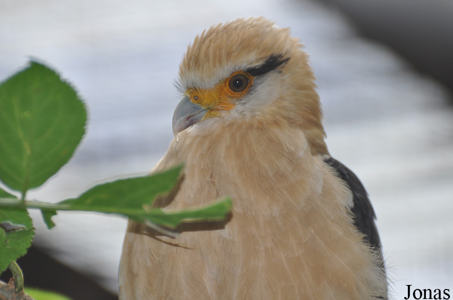 Daptrius chimachima