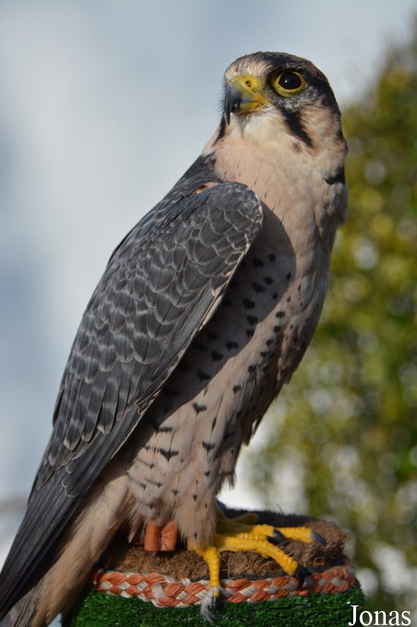 Falco biarmicus