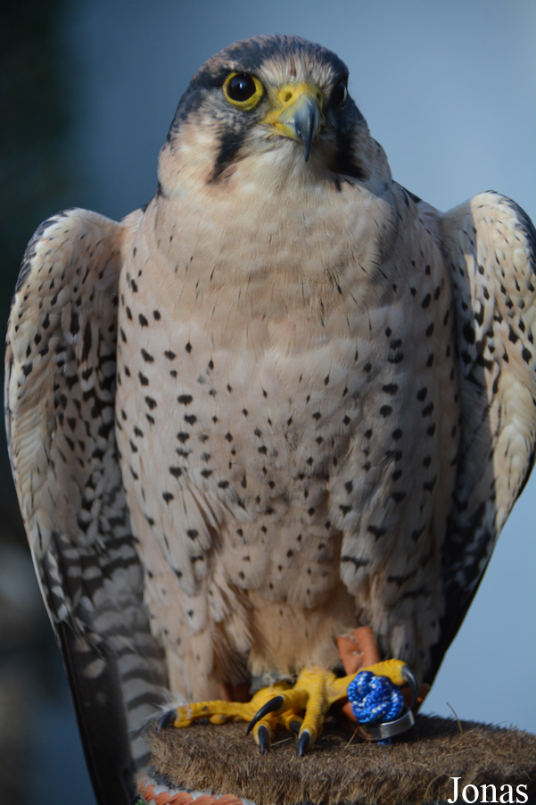 Falco biarmicus