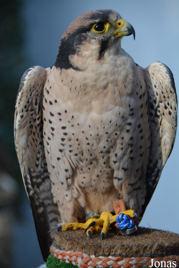 Falco biarmicus