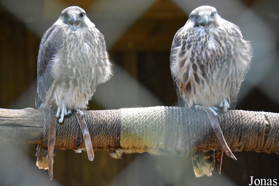 Falco biarmicus