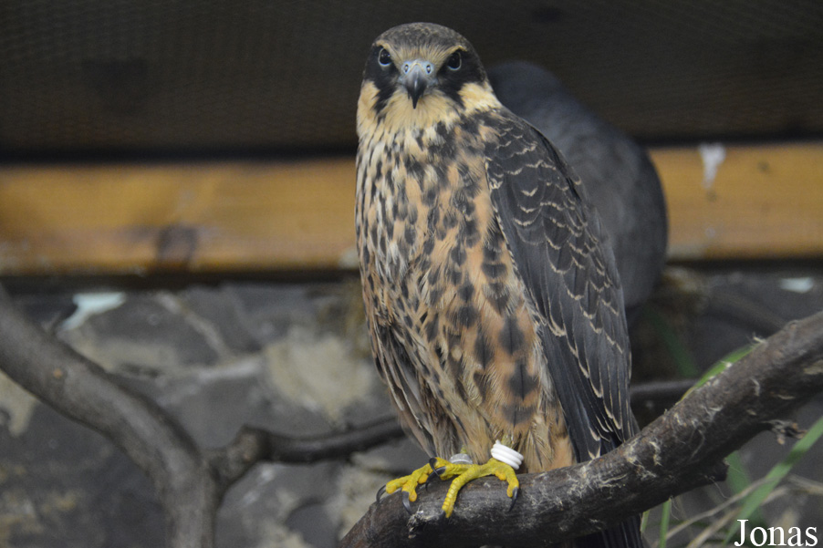 Falco eleonorae