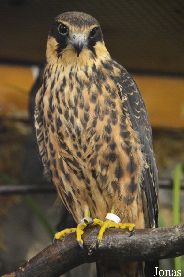 Falco eleonorae