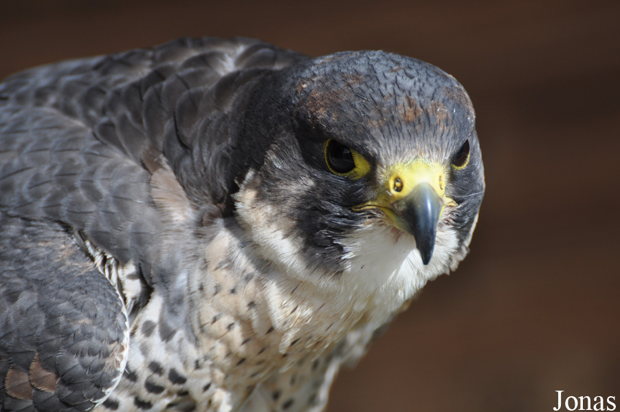 Falco peregrinus
