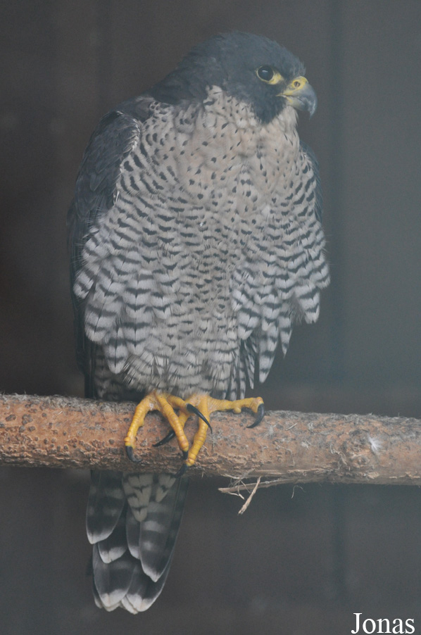 Falco peregrinus