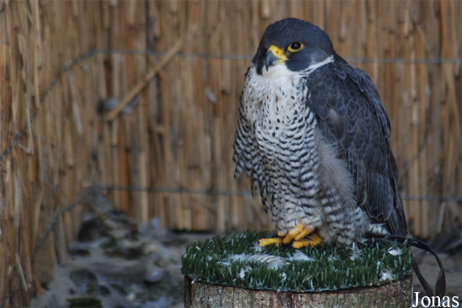 Falco peregrinus