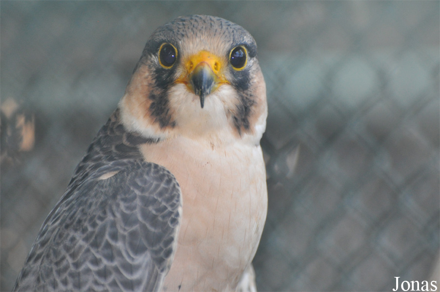 Falco peregrinus pelegrinoides