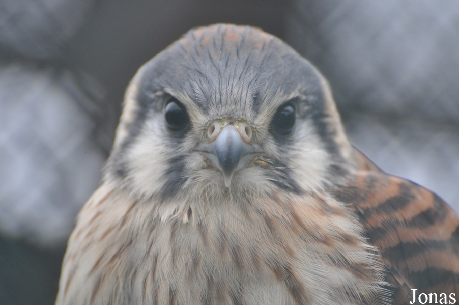 Falco sparverius