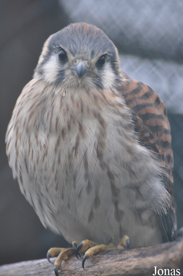 Falco sparverius