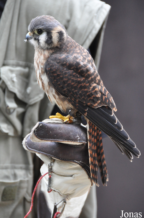 Falco sparverius
