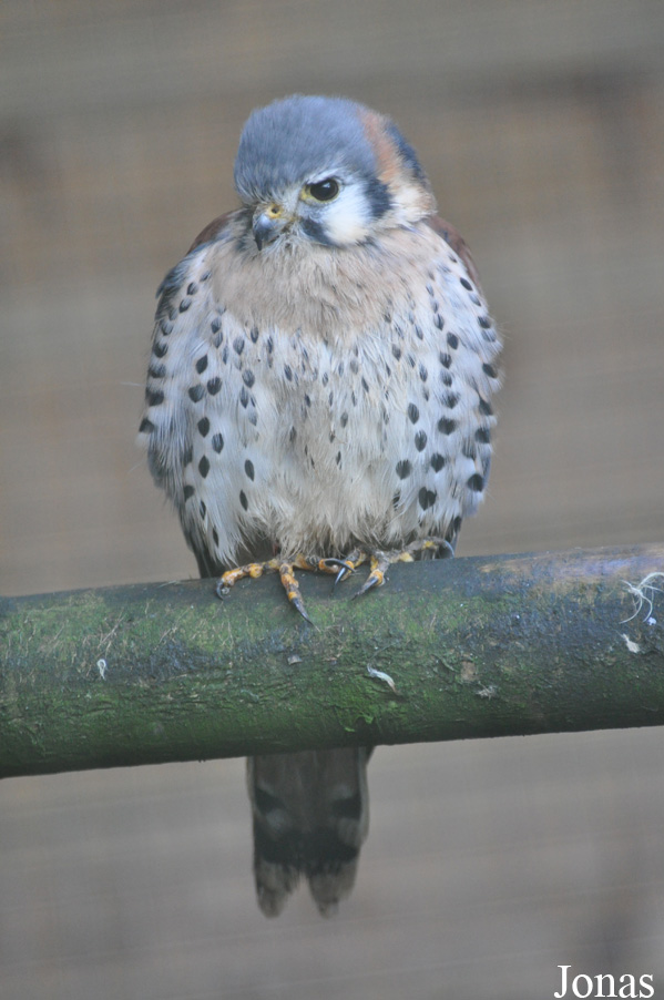 Falco sparverius