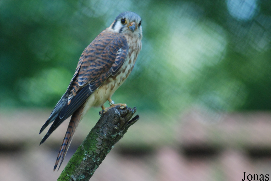 Falco sparverius