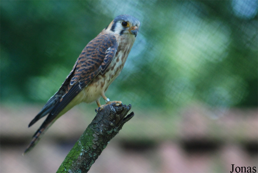 Falco sparverius