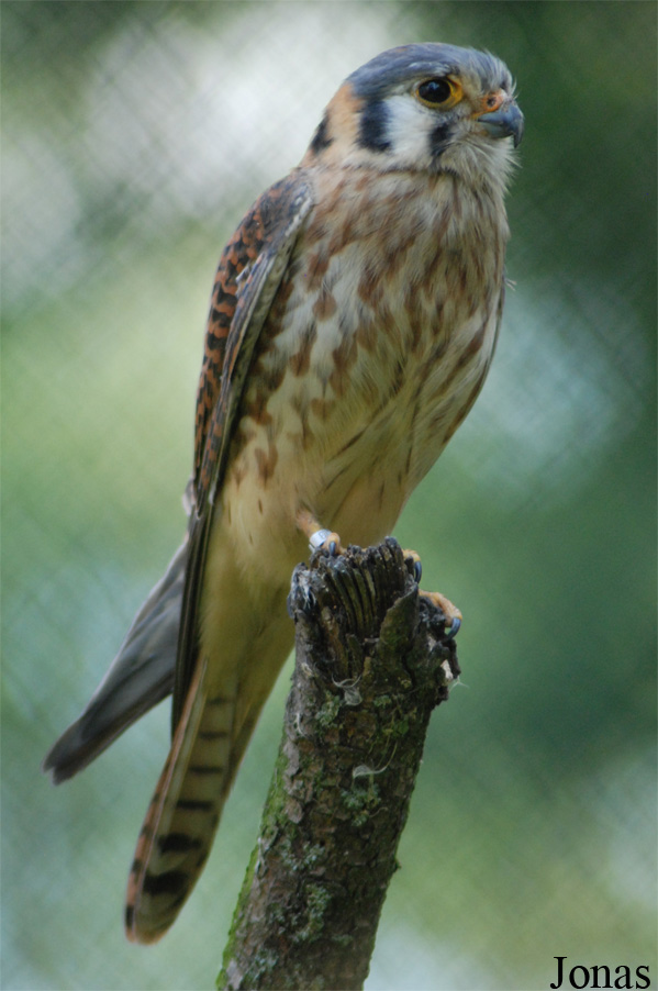 Falco sparverius