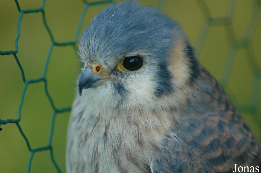 Falco sparverius