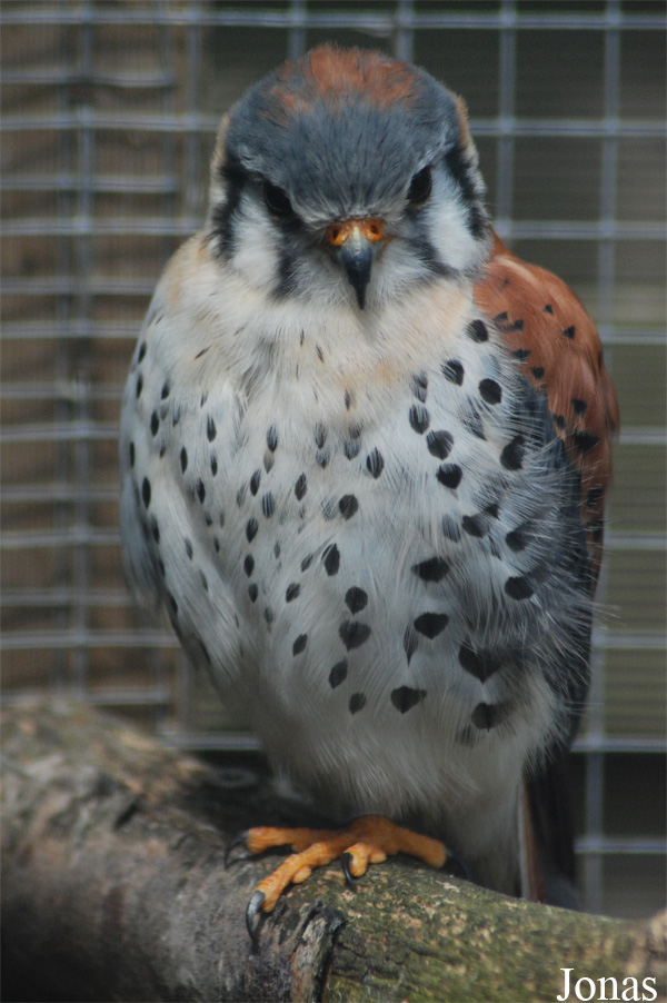 Falco sparverius
