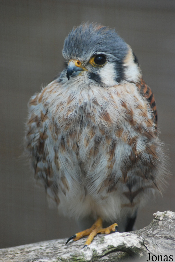 Falco sparverius