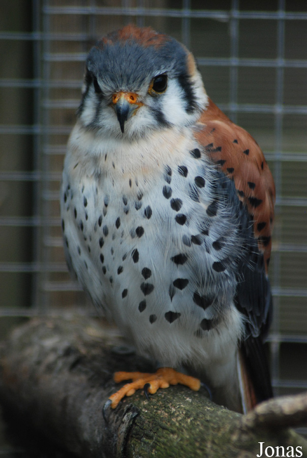 Falco sparverius