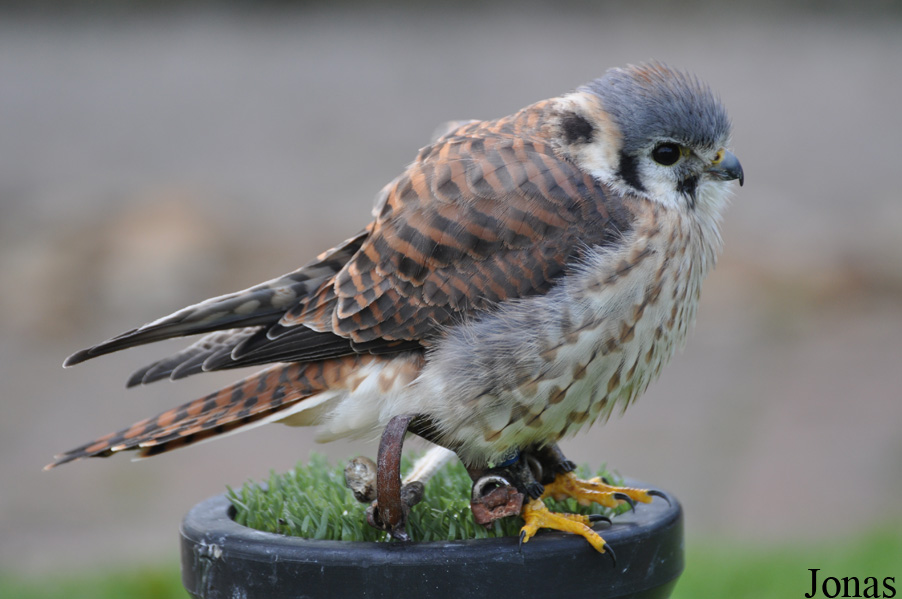 Falco sparverius